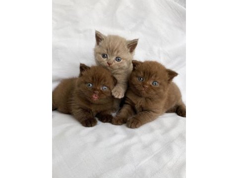 Nadir özel renk chocolate british shorthair yavrular