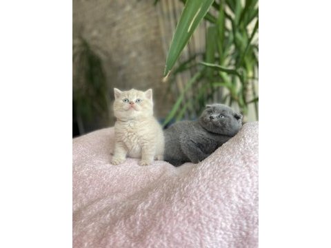 Son yavru british shorthair lilac