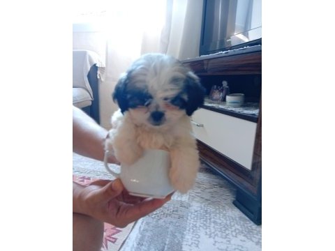 Orjinal tecup 2 aylık shih-tzu (şitsu) erkek