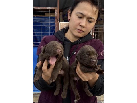 Labrador redriever sevimli yavrular ruhsatlı çiftlik 