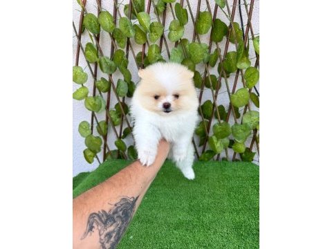 Yalova da pomeranian boo bebekler