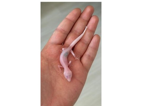 Leopard gecko