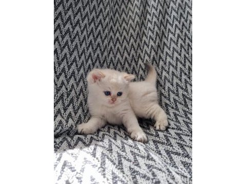 Scottish straight shorthair dişi