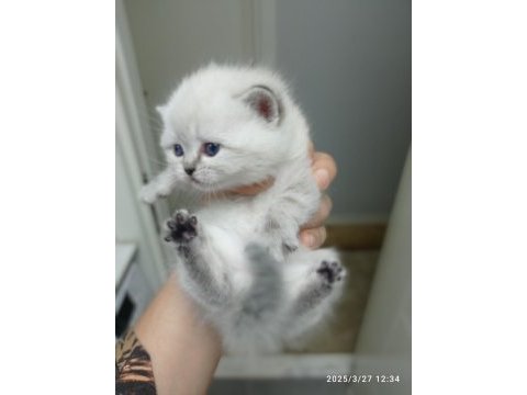 Yavru scottish fold kedisi