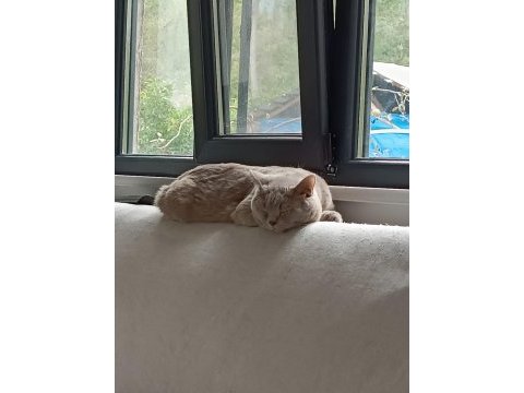 British shorthair 1 yaşında evcil kedi