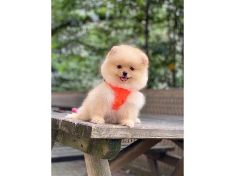 Blacks petshop garantisiyle üst düzey pomeranian boo