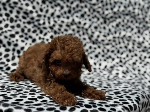 Petmode köpek çiftliğinden tea cup kore poodle