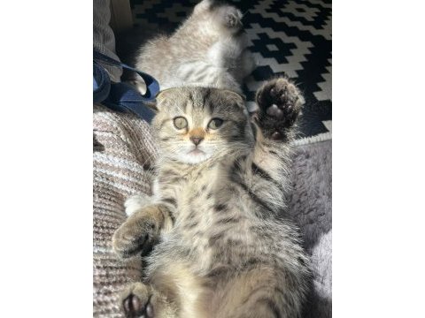 Anne yanından scottish fold