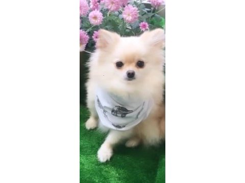 Çok akıllı pomeranian kızımızı sahiplendirmek durumundayız