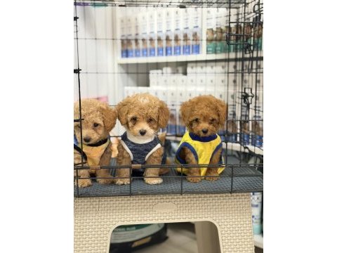 Minik suratlı toy poodle bebeklerimiz