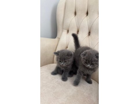 Erkek dişi safkan bebek kediler