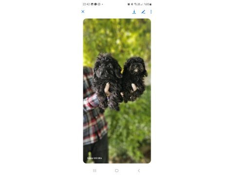 Siyah toy poodle bebekleri