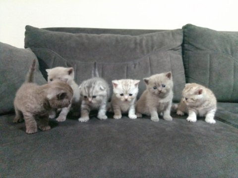 Baba scottish golden tabby anne british shorthair