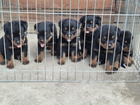A şecereli macar koca kafa küt burun rottweiler