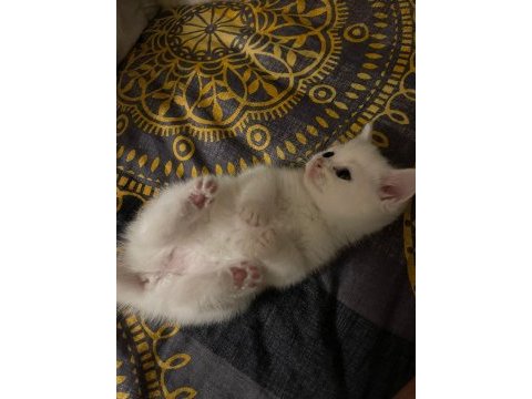 British shorthair blue point