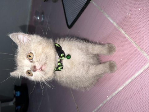 Yavru kardeşler british longhair
