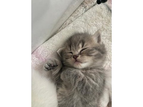 6 haftalık dişi british shorthair
