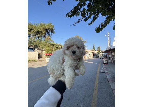 Üst kalite aşılı dişi maltipoo yavrumuz
