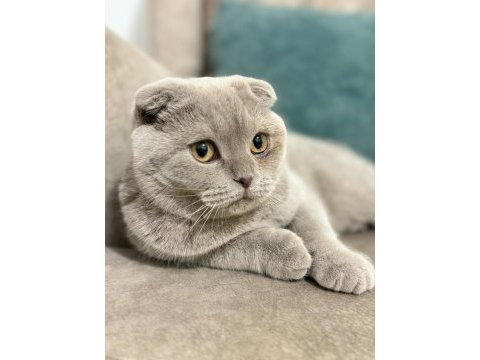 Tamamen uysal aşılar tam 1 buçuk yaşında scottish fold
