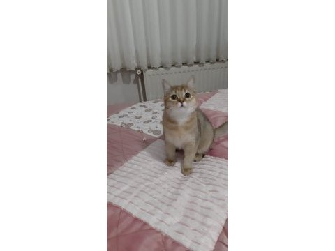 Golden british shorthair tatlılık