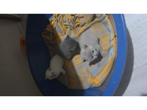 30 günlük british shorthair yavrular yeni evlerini arıyor
