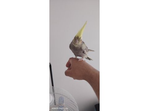 Gel bak beğen al sultan papağanı