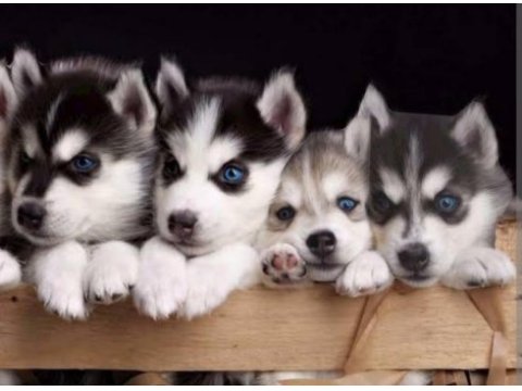 Asil husky yavrularımız sizlerle