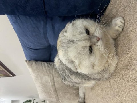 Scottish fold kedimiz acil yuvasını arıyor