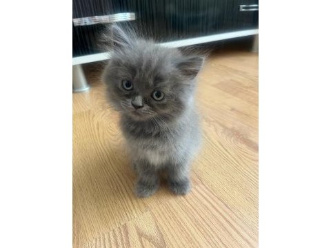 Safkan ayı surat babadan erkek british longhair yavru