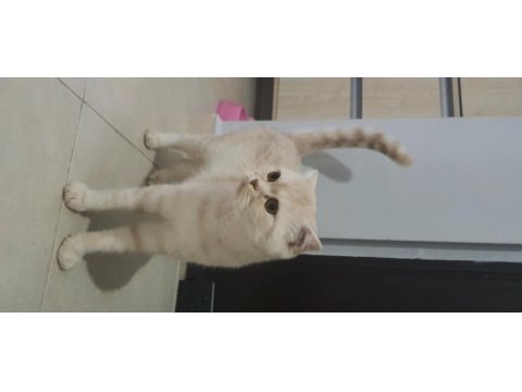 Dişi scottish fold