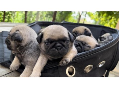 Pug yavrularımız sahiplendirilecektir
