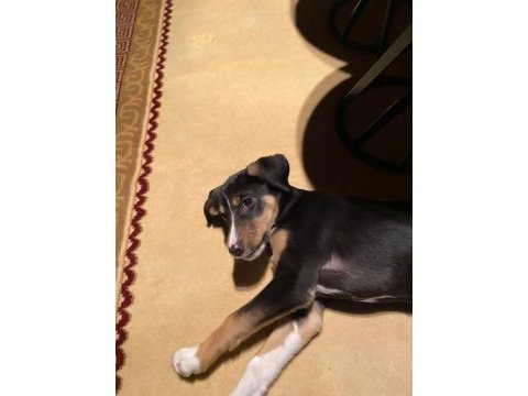Yaklaşık 2 aylık dişi köpeğimize kalıcı yuva arıyoruz