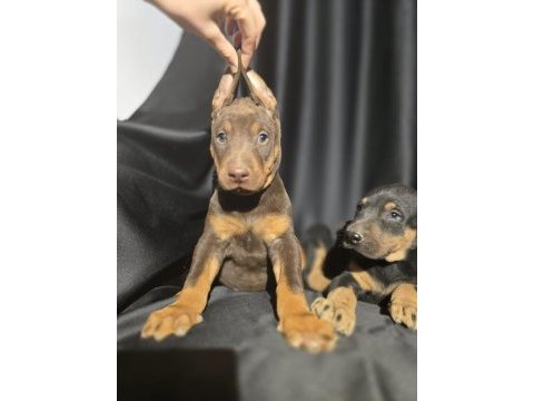 Orjinal doberman köpekleri