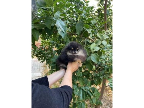 Safkan pomeranian yavrular mevcut yavrularımız s kalite