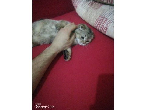 2 aylık oyuncu bir dişi scottish fold