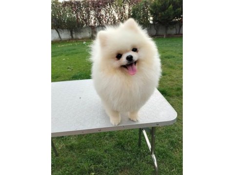 Kore kan teddy bear beyaz 11 aylık. show kalite pomeranian