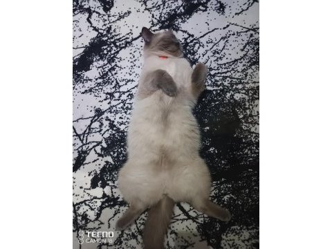 Kediler arası kavga şiddetli geçimsizlik nedeni ile