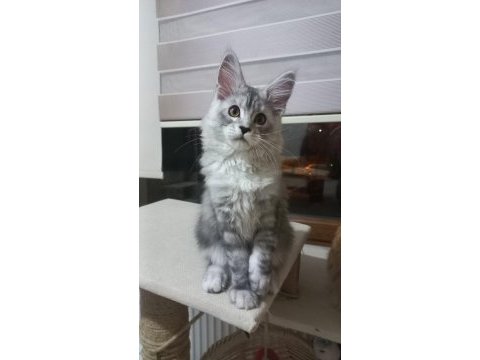 Safkan secereli maine coon yavru