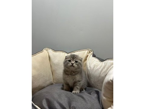 Tabby scottish fold