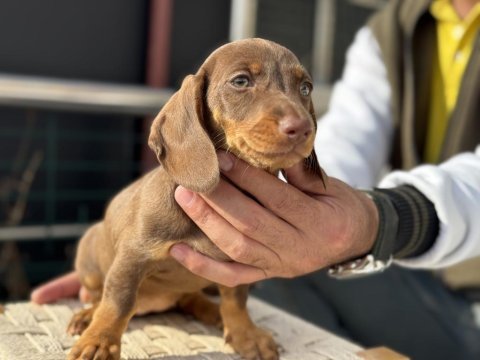 Petmode köpek çiftliğinde ziyarete açık dachshund