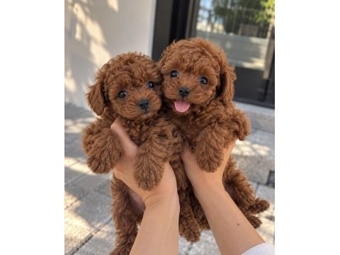 Gören bir daha bakıyor – poodle yavruları