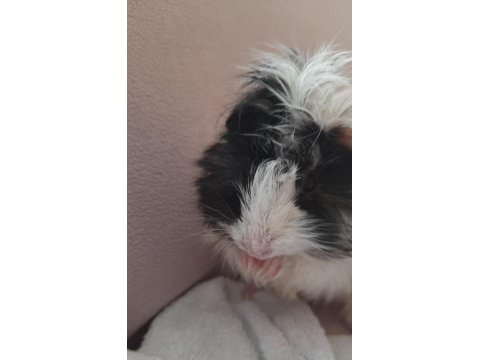 3-4 aylık guinea pig