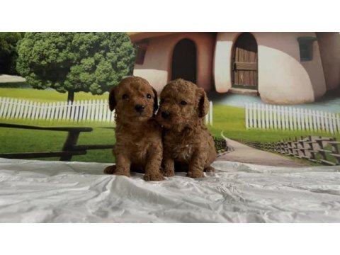 Toy poodle yavru