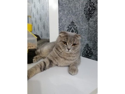 Scottish fold kedisi