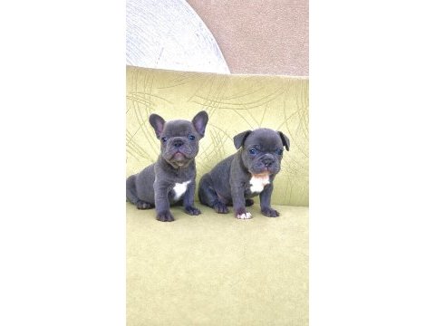 Blue renkli maviş gözlü tuvalet eğitimli french bulldoglar
