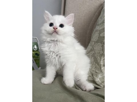 Pofuduk british longhair kardeşler