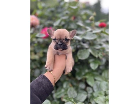 Özel renk french bulldog yavruları