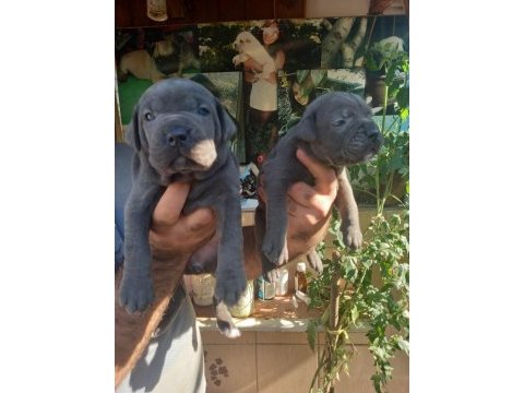 Blue cane corso yavrularım