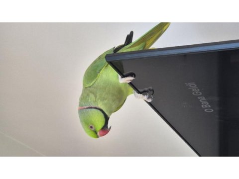 2 yaşında erkek pakistan papağanı
