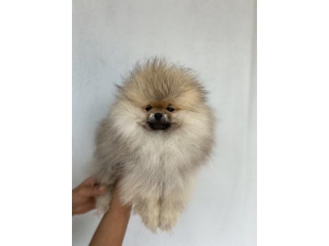 Üst kalite aşılı erkek pomeranian 3 aylık